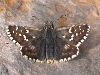 Pyrgus carlinae Rbr adulte - Philippe Mothiron