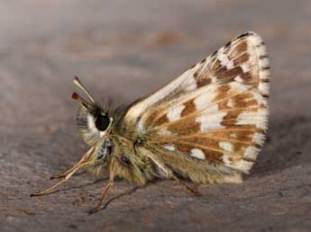 Pyrgus carlinae Rbr adulte - Philippe Mothiron