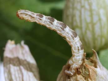  Chenille de Eupithecia carpophagata Stgr - Helmut Deutsch