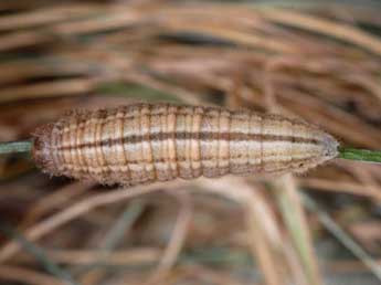  Chenille de Erebia arvernensis Obth. - Wolfgang Wagner, www.pyrgus.de