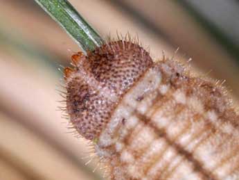  Chenille de Erebia arvernensis Obth. - ©Wolfgang Wagner, www.pyrgus.de