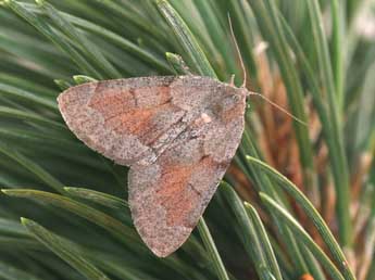 Adalbertia castiliaria Stgr adulte - Philippe Mothiron