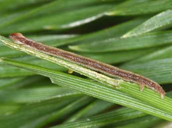  Chenille de Adalbertia castiliaria Stgr - ©Philippe Mothiron