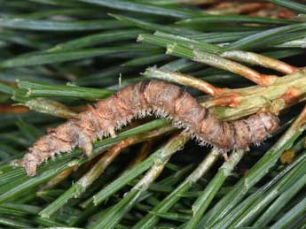  Chenille de Adalbertia castiliaria Stgr - Philippe Mothiron