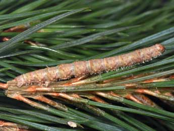  Chenille de Adalbertia castiliaria Stgr - Philippe Mothiron