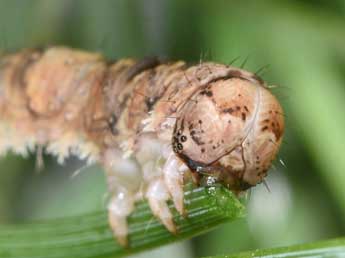  Chenille de Adalbertia castiliaria Stgr - Philippe Mothiron