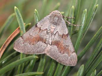 Adalbertia castiliaria Stgr adulte - Philippe Mothiron