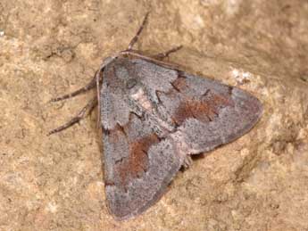 Adalbertia castiliaria Stgr adulte - Philippe Mothiron