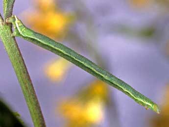  Chenille de Eupithecia cauchiata Dup. - ©Helmut Deutsch