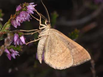 Scotopteryx chenopodiata L. adulte - ©Philippe Mothiron