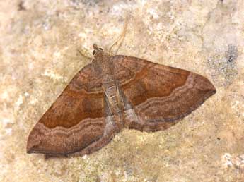 Scotopteryx chenopodiata L. adulte - Philippe Mothiron