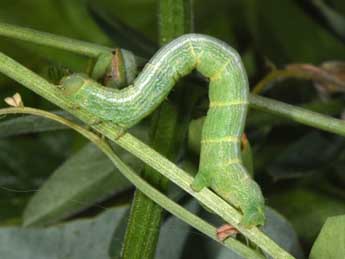  Chenille de Cleora cinctaria D. & S. - ©Philippe Mothiron