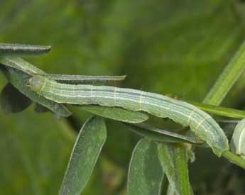  Chenille de Cleora cinctaria D. & S. - ©Philippe Mothiron