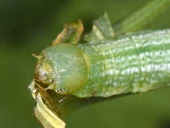  Chenille de Cleora cinctaria D. & S. - ©Philippe Mothiron