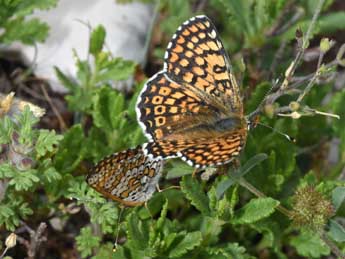 Melitaea cinxia L. adulte - ©Philippe Mothiron