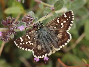 Pyrgus cirsii Rbr adulte - ©Lionel Taurand