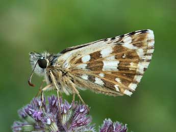 Pyrgus cirsii Rbr adulte - ©Lionel Taurand