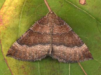 Larentia clavaria Hw. adulte - Philippe Mothiron