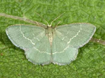 Chlorissa cloraria Hb. adulte - Philippe Mothiron