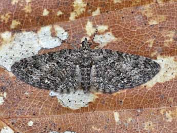 Eupithecia cocciferata Mill. adulte - ©Lionel Taurand