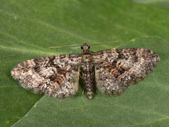 Eupithecia cocciferata Mill. adulte - ©Philippe Mothiron