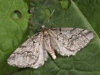 Tephronia lhommaria Cleu adulte - ©Philippe Mothiron