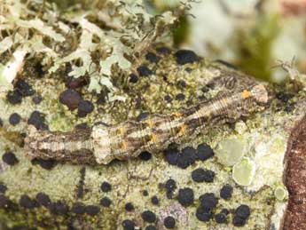  Chenille de Tephronia lhommaria Cleu - ©Philippe Mothiron