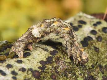  Chenille de Tephronia lhommaria Cleu - Philippe Mothiron