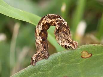  Chenille de Timandra comae Schmidt - ©Lionel Taurand