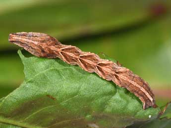  Chenille de Timandra comae Schmidt - ©Philippe Mothiron