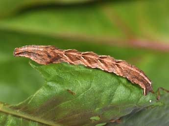  Chenille de Timandra comae Schmidt - ©Philippe Mothiron