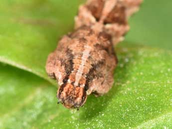  Chenille de Timandra comae Schmidt - ©Philippe Mothiron