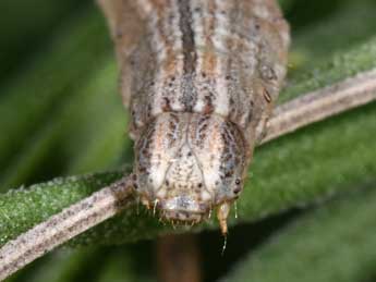  Chenille de Dyscia conspersaria D. & S. - ©Philippe Mothiron