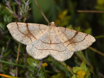 Adactylotis contaminaria Hb. adulte - Philippe Mothiron