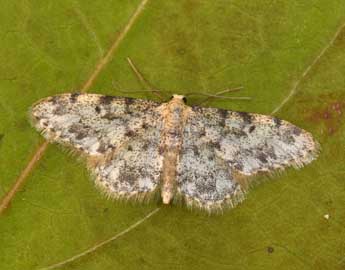 Idaea contiguaria Hb. adulte - Philippe Mothiron