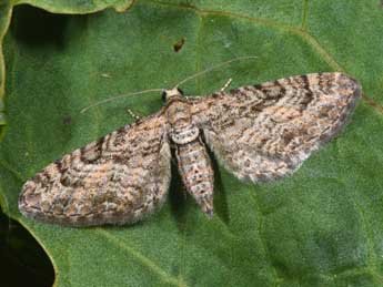 Eupithecia cooptata Dietze adulte - Philippe Mothiron