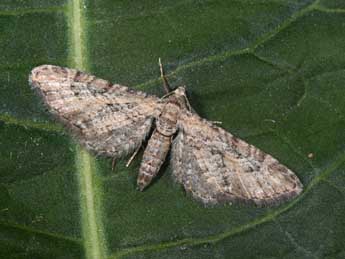 Eupithecia cooptata Dietze adulte - Philippe Mothiron