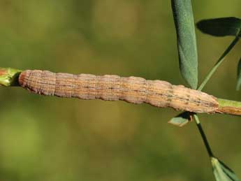  Chenille de Aplocera corsalta Schaw. - Lionel Taurand