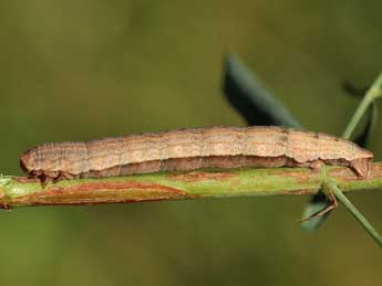  Chenille de Aplocera corsalta Schaw. - Lionel Taurand