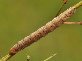  Chenille de Aplocera corsalta Schaw. - Lionel Taurand