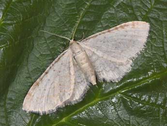 Eupithecia cretaceata Packard adulte - ©Philippe Mothiron