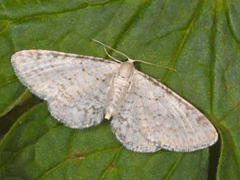 Eupithecia cretaceata Packard adulte - Philippe Mothiron