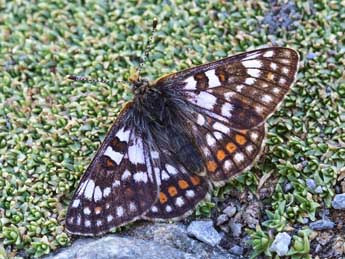 Euphydryas cynthia D. & S. adulte - ©Lionel Taurand