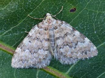 Colostygia cyrnea Whrl. adulte - ©Lionel Taurand