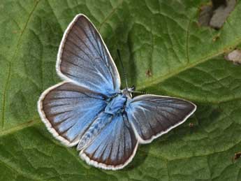 Polyommatus damon D. & S. adulte - Philippe Mothiron