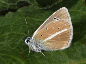 Polyommatus damon D. & S. adulte - Philippe Mothiron