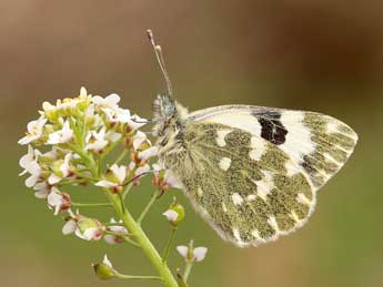 Pontia daplidice L. adulte - Lionel Taurand