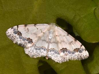 Scopula decorata D. & S. adulte - ©Philippe Mothiron