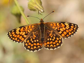 Melitaea deione Gey. adulte - ©Lionel Taurand