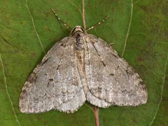 Epirrita dilutata D. & S. adulte - ©Philippe Mothiron